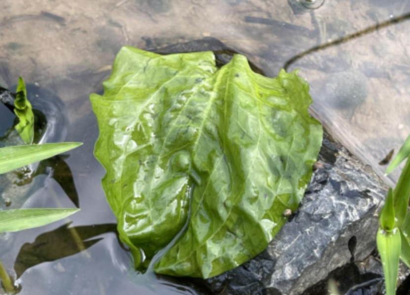 彭澤發(fā)現(xiàn)?國家二級(jí)重點(diǎn)保護(hù)植物