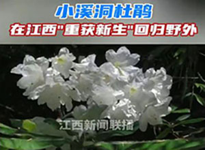 從滅絕到重生！"植物界大熊貓"野外回歸